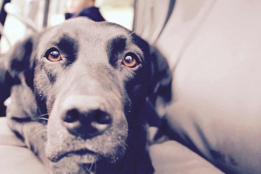 For the love of&nbsp;Scout