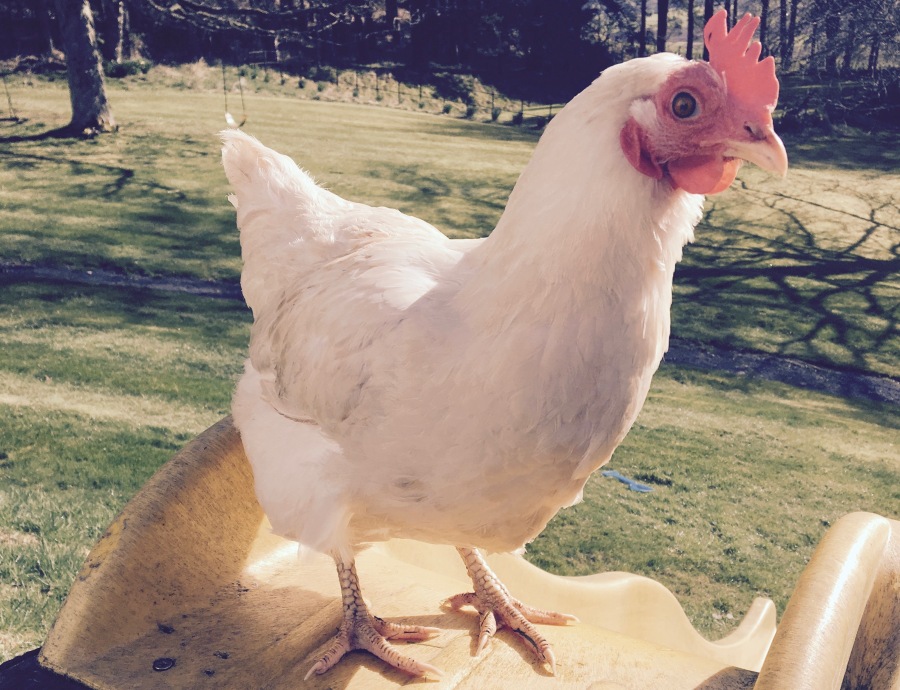 ‘Will she still remember me Mummy?’ – how a chicken taught my son about&nbsp;death
